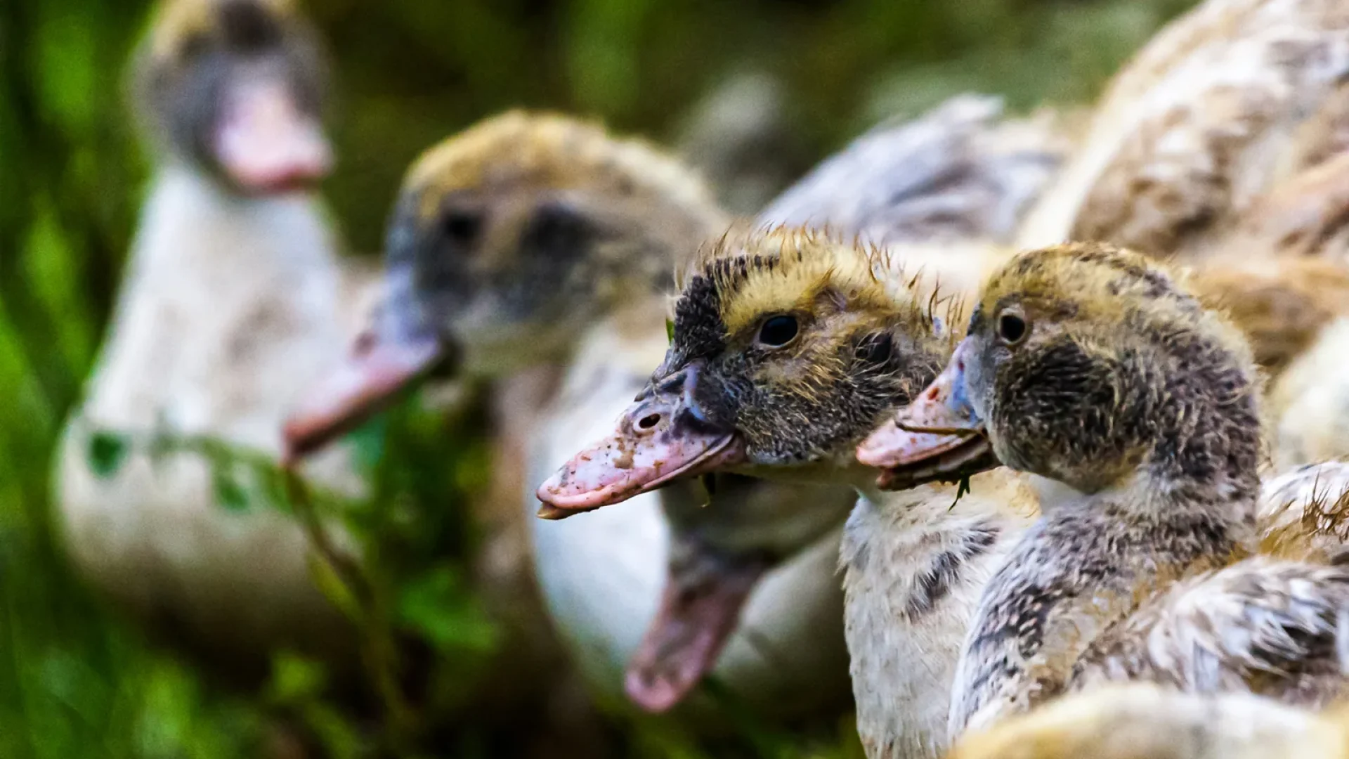 Canards Sud-Ouest