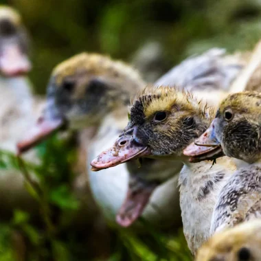 Canards Sud-Ouest