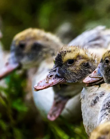 Patos del suroeste