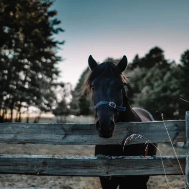 Equestrian accommodation