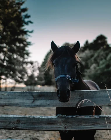 Equestrian accommodation