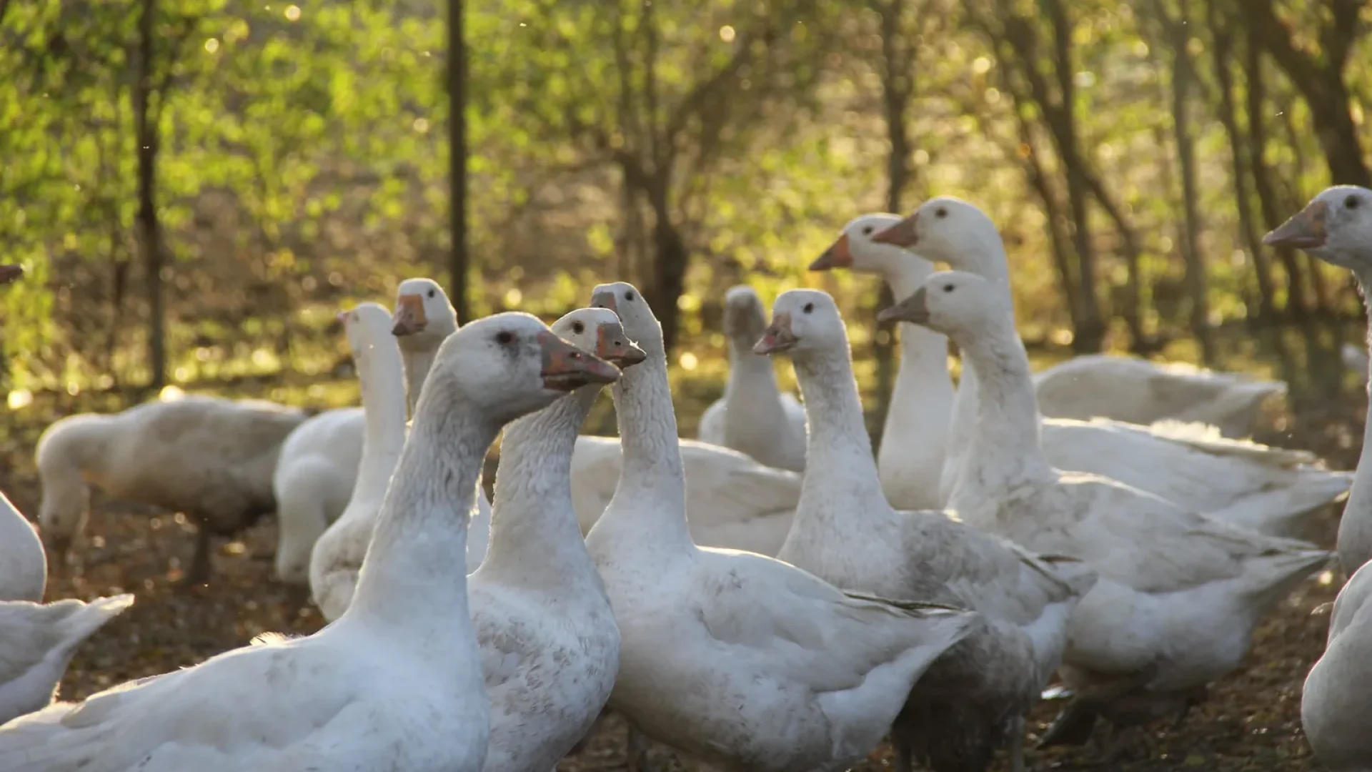 Foire au gras